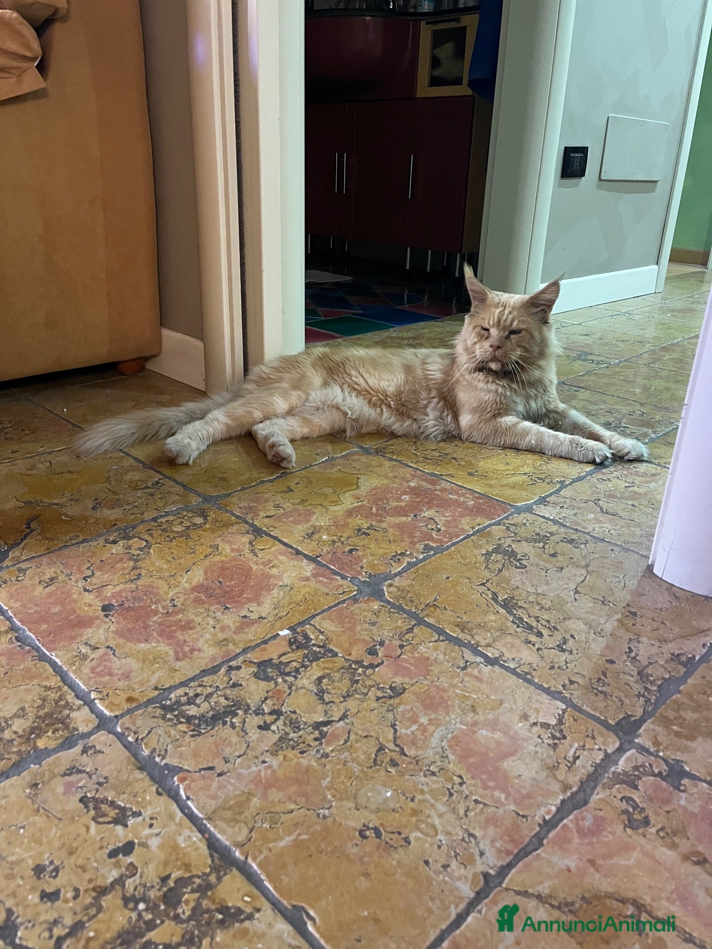 Maine Coon gatti regalo gatto maine coon  - Annuncio 36
