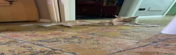Maine Coon gatti in regalo: regalo gatto maine coon  - Annuncio 1