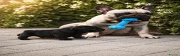 Bulldog Francese cani in vendita: BELLISSIMI CUCCIOLI DI BOULEDOGUE FRANCESE!!! - Annuncio 2
