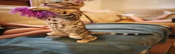 Bengala gatti in vendita: Stupenda cucciola di gatto Bengala 3 mesi - Annuncio 5