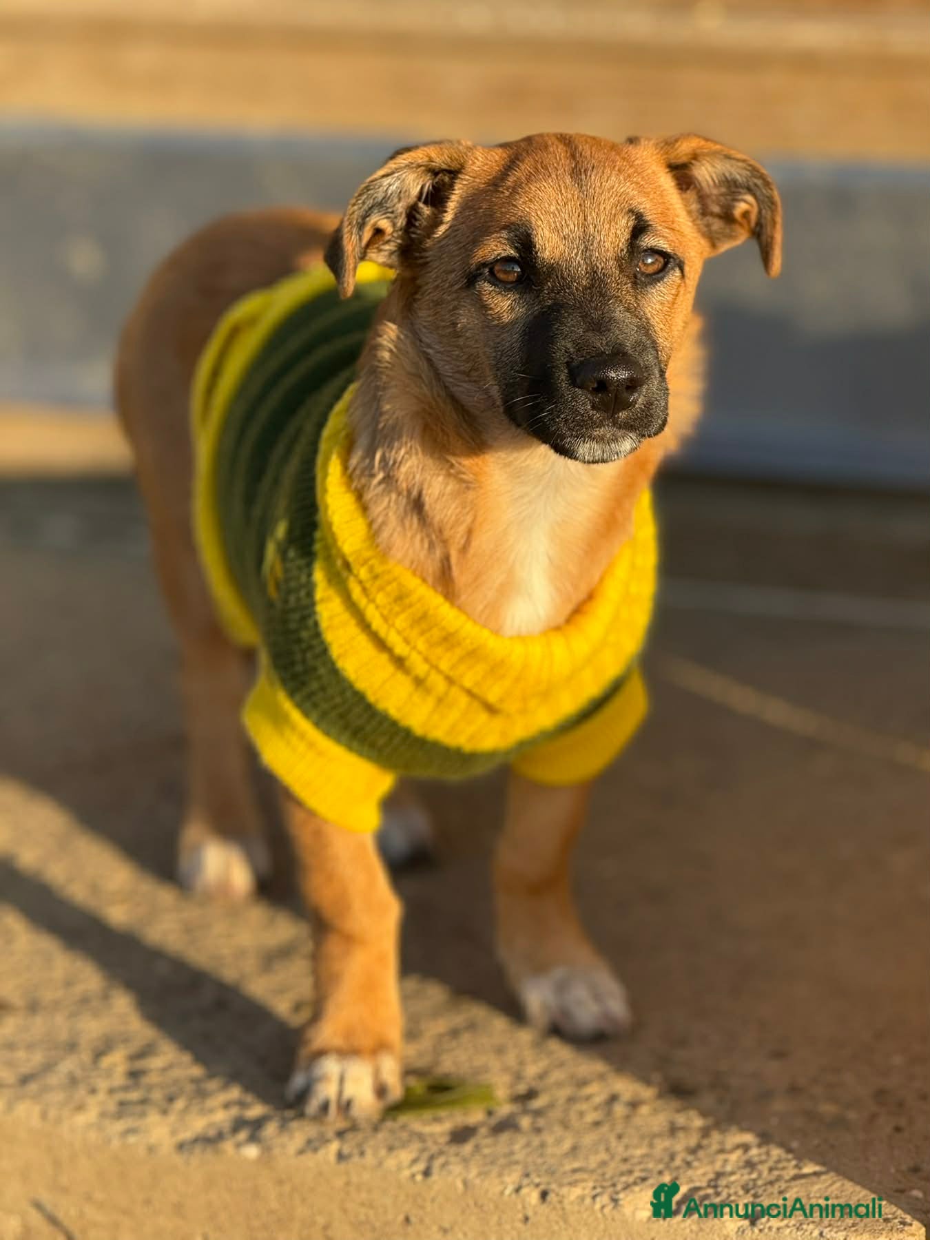 Meticcio cani LINDA, dolce cucciola ZAMPACORTA! - Annuncio 2