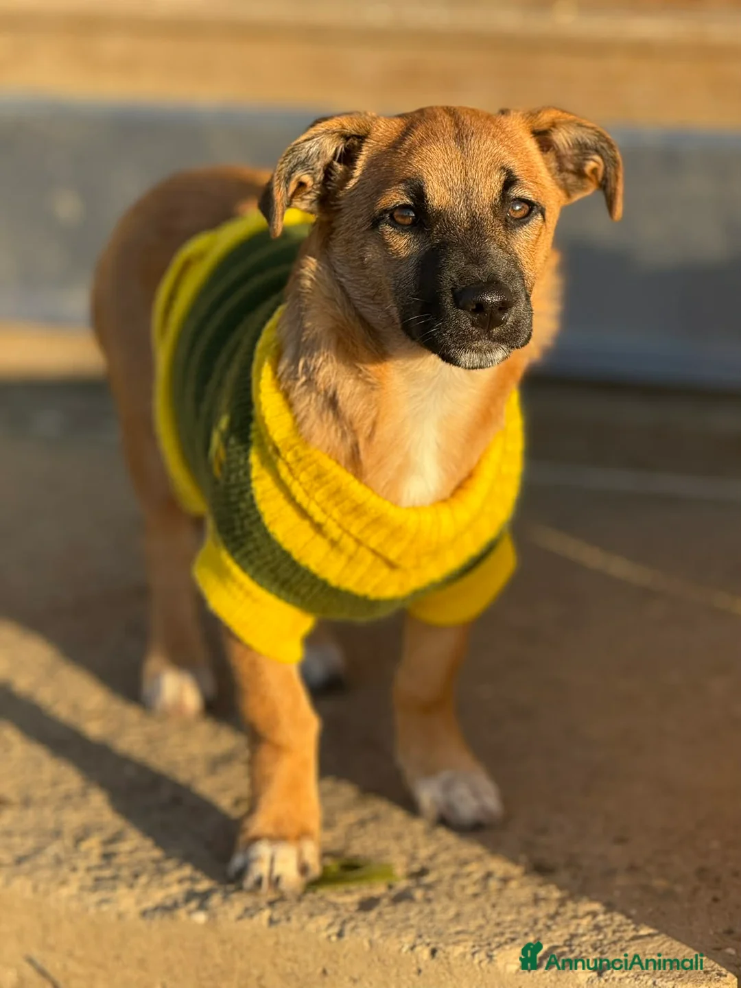 Meticcio cani in regalo: LINDA, dolce cucciola ZAMPACORTA! - Annuncio 2