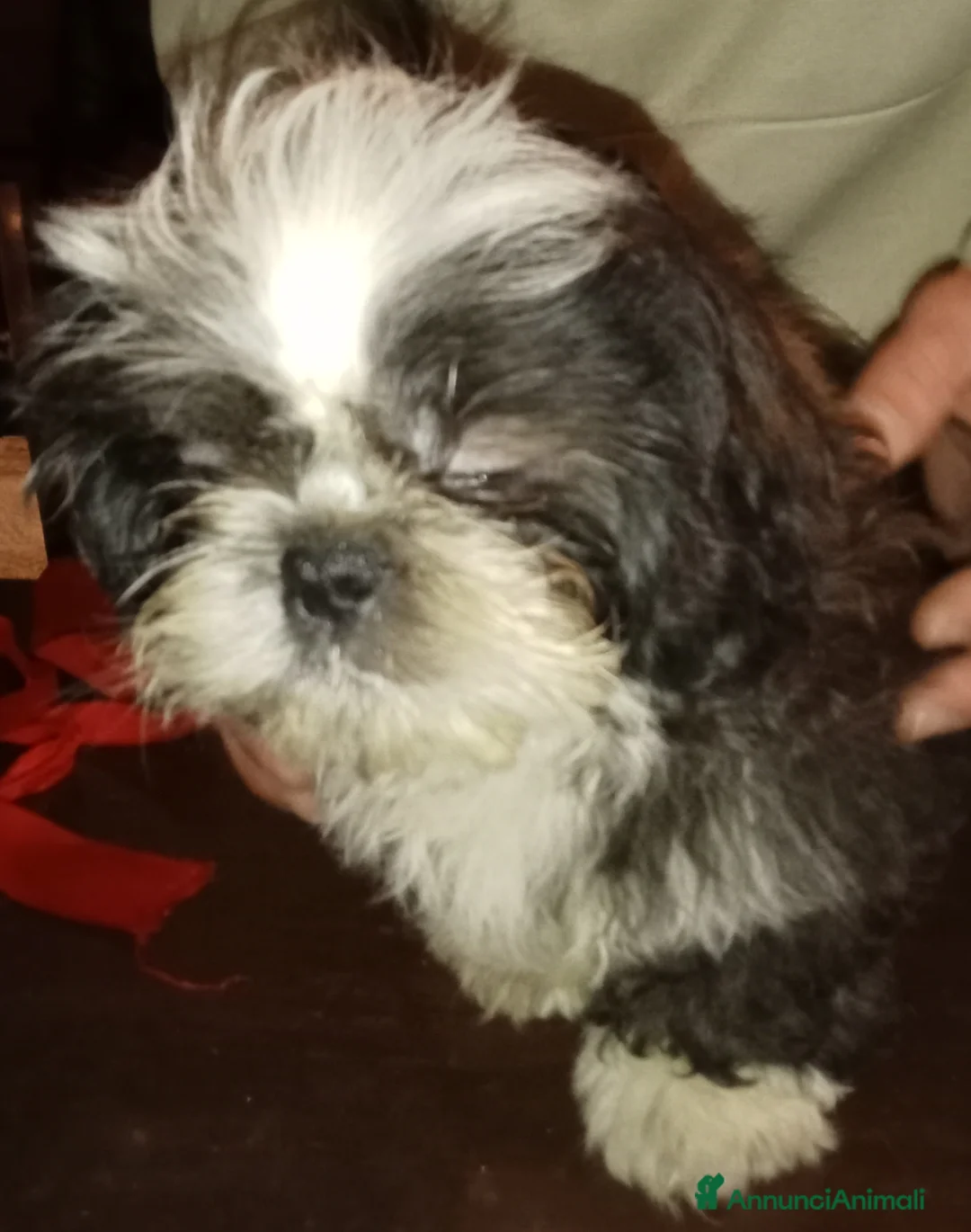 Shih Tzu cani in vendita: Splendido cucciolo di Shitzu - Annuncio 2