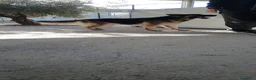 Pastore Tedesco cani in regalo: Furia, pastore tedesco di pura razza in canile - Annuncio 7