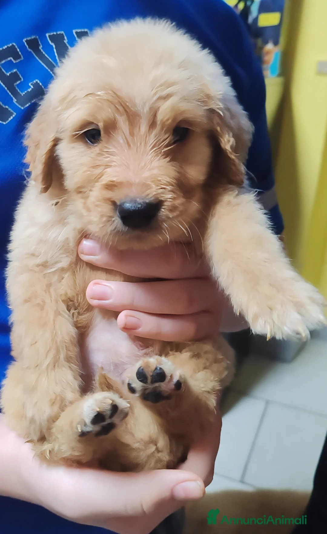 Golden Retriever cani in vendita: Cuccioli golden retriever - Annuncio 1