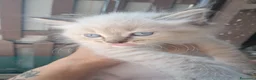 Siberiano gatti in vendita: Gatto siberiano neva  - Annuncio 5