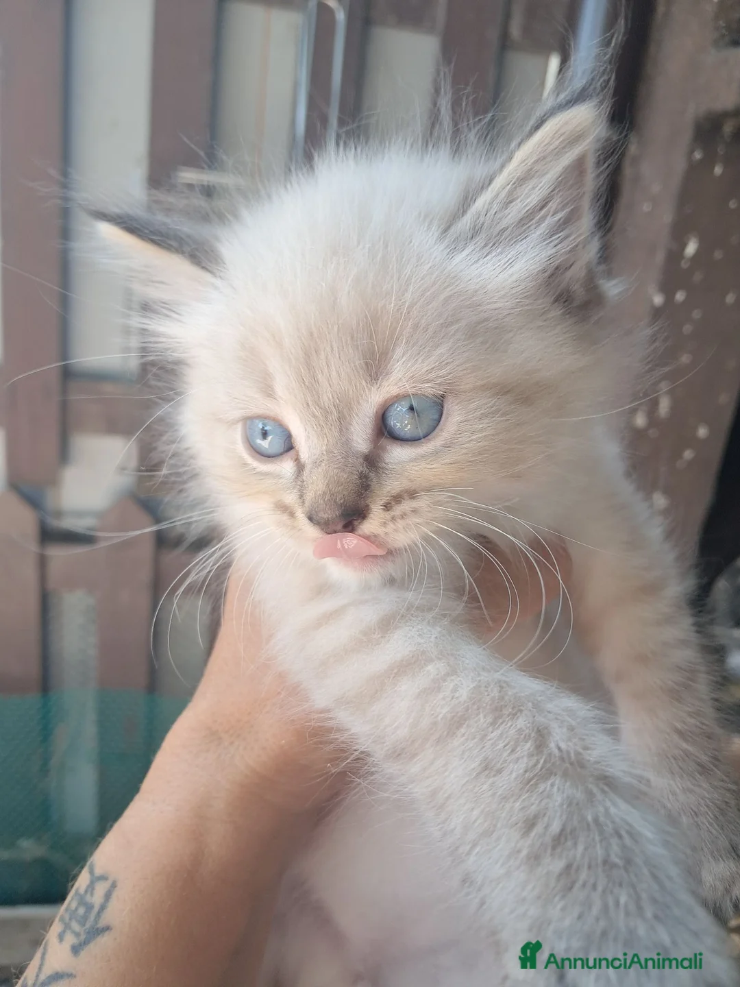 Siberiano gatti in vendita: Gatto siberiano neva  - Annuncio 5