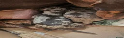 Bassotto Nano cani in vendita: Bassotto nano arlecchino cioccolato - Annuncio 4