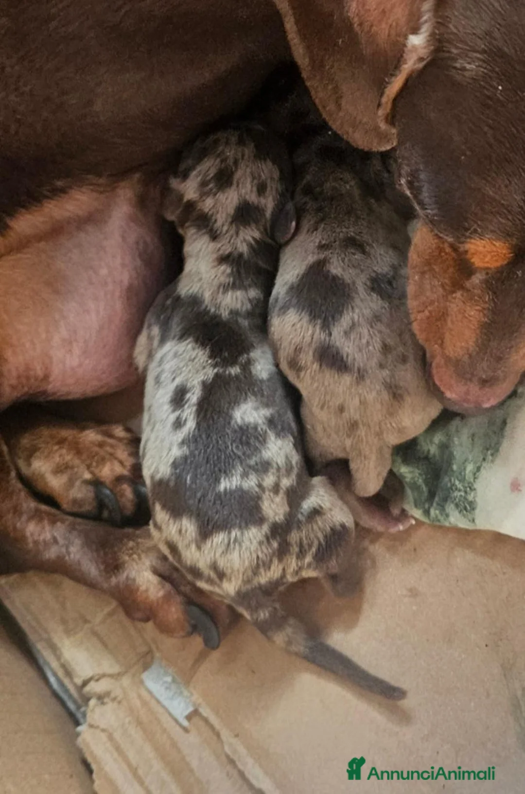 Bassotto Nano cani in vendita: Bassotto nano arlecchino cioccolato - Annuncio 4