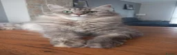 Siberiano gatti in vendita: Gattini siberiani  - Annuncio 2