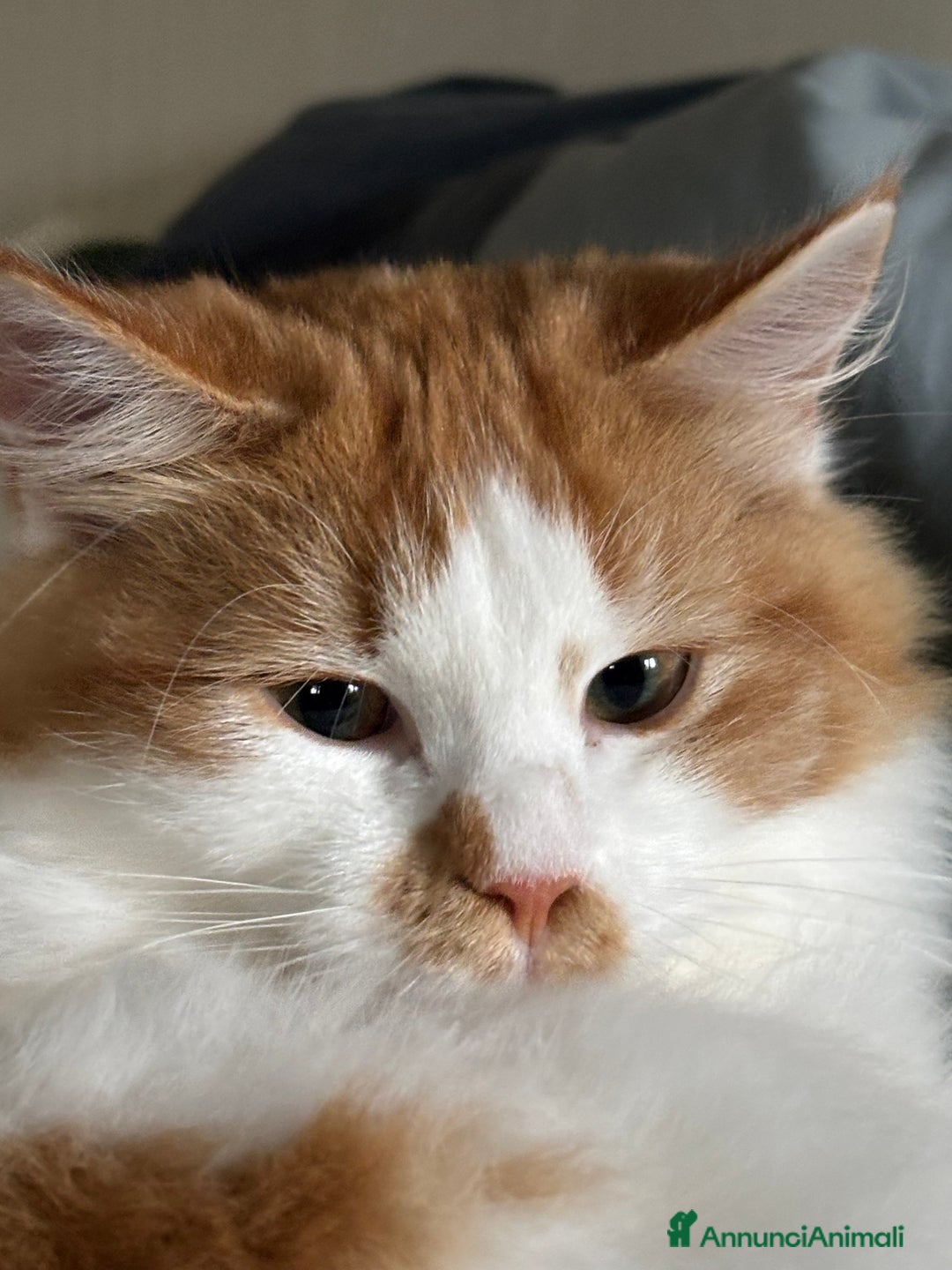 Siberiano gatti in vendita: Alma, bellissima gattina siberiana ipoallergenica - Annuncio 8