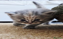 Siberiano gatti in vendita: Cuccioli gatto Siberiano ipoallergenico - Immagine 6