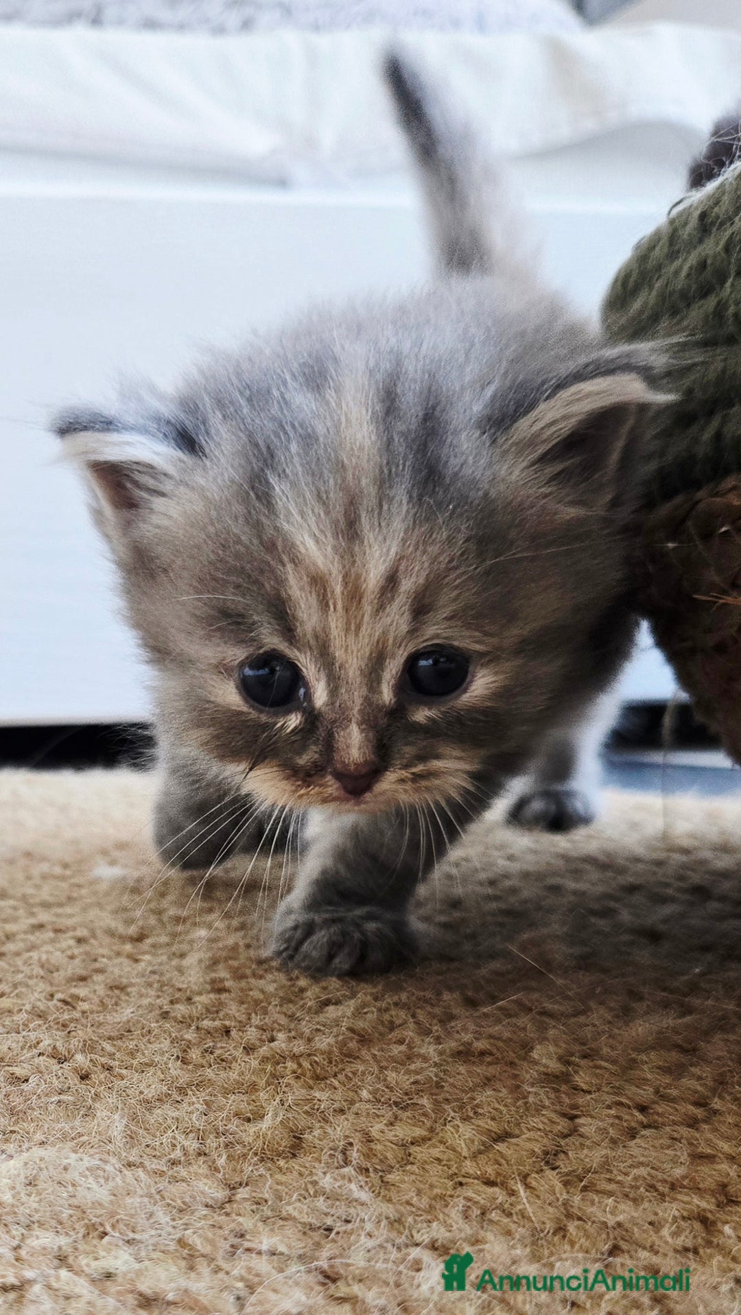 Siberiano gatti in vendita: Cuccioli gatto Siberiano ipoallergenico - Immagine 6