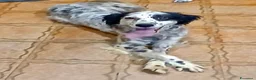 Meticcio cani in regalo: Zayra - Annuncio 3