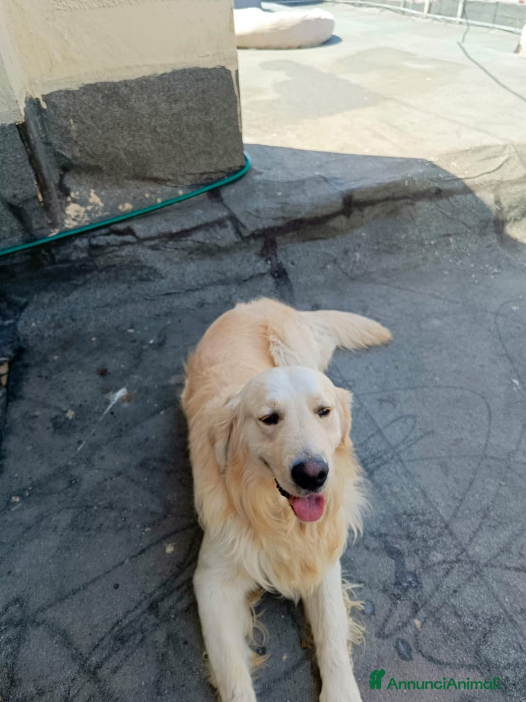 Golden Retriever cani in regalo: Max, una meraviglia di Golden Retreiver - Annuncio 6