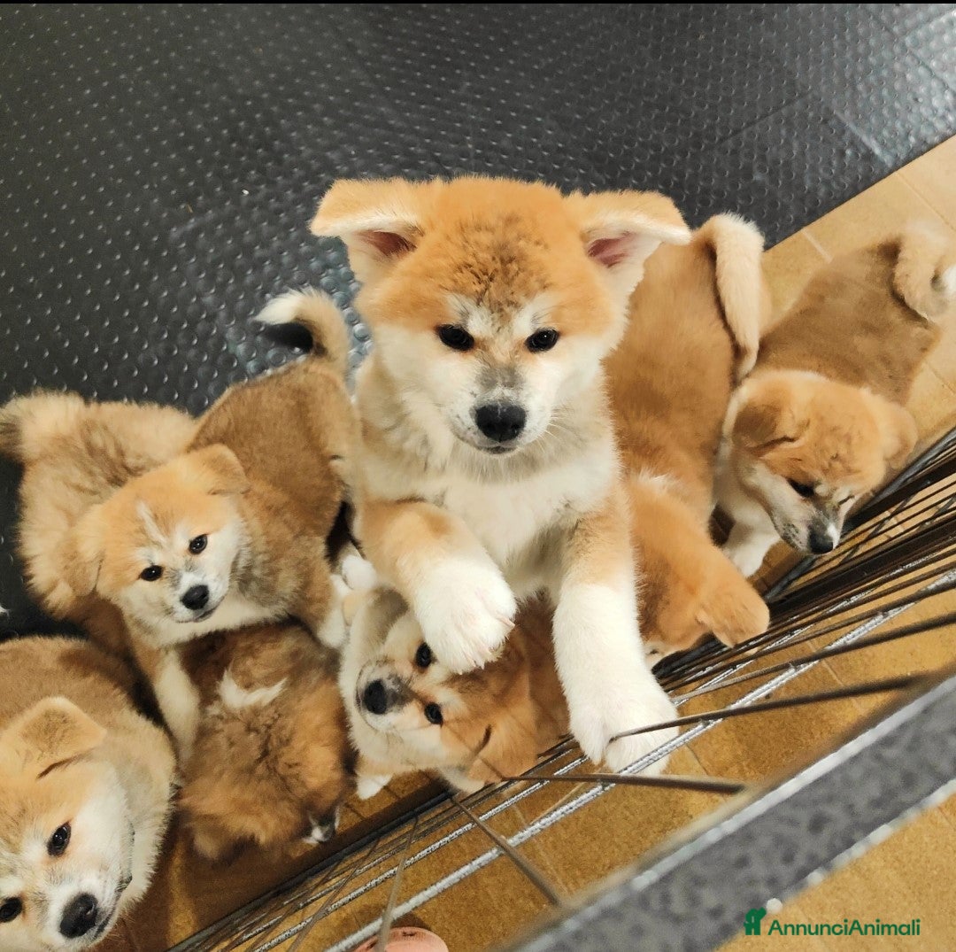 Akita Inu cani in vendita: CUCCIOLI AKITA INU  a Province of Monza and Brianza - Annuncio 1