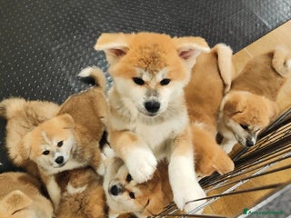 Akita Inu cani CUCCIOLI AKITA INU a Province of Monza and Brianza - Annuncio 13