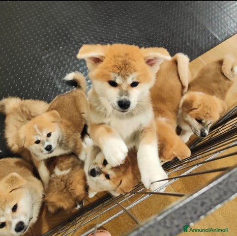 Akita Inu cani a Province of Monza and Brianza - Annuncio 10