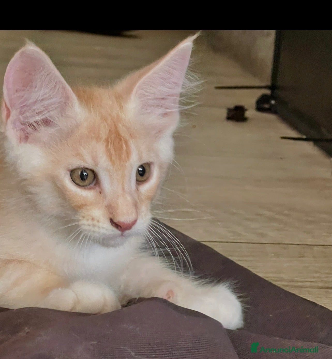 Maine Coon gatti Maine Coon bellissimi  - Annuncio 2