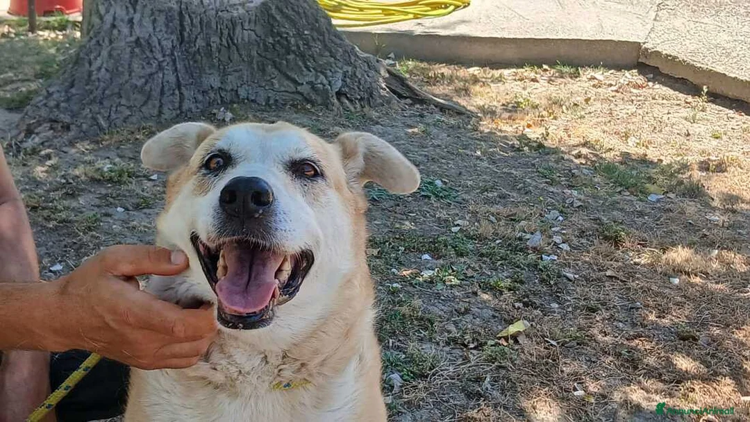 Meticcio cani in regalo: DEA CERCHIAMO IL MIRACOLO, IN ADOZIONE - Annuncio 4