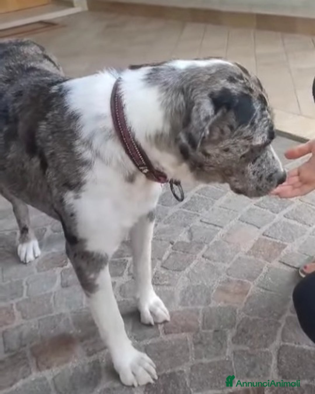 Meticcio cani in regalo: STUPENDA mix Amstaff/Pastore Lagorai 18mesi.TREVIS a Città metropolitana di Milano - Annuncio 3