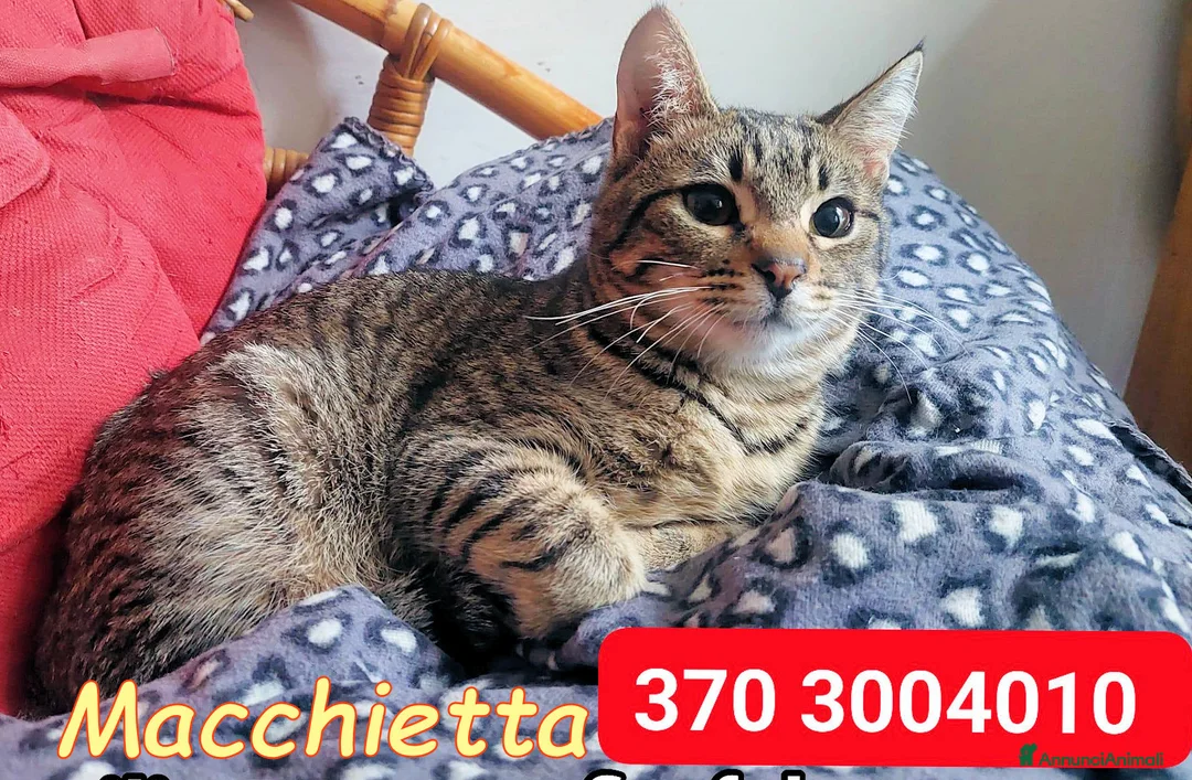 Europeo gatti in regalo: Sei mesi. Un nome tenero: MACCHIETTA - Annuncio 4
