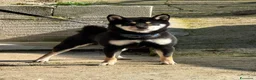 Shiba Inu cani in vendita: Shiba Inu  - Annuncio 6