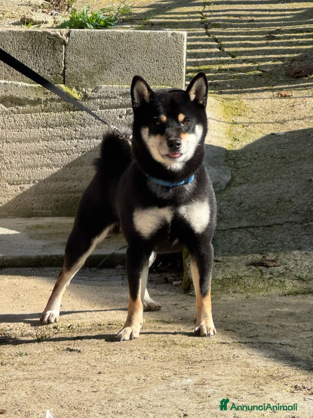 Shiba Inu cani in vendita: Shiba Inu  - Annuncio 6
