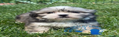 Maltipoo 2
