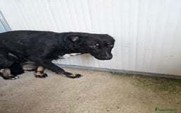 Meticcio cani in regalo: Carlo: 1 anno e mezzo, socievole, timido, dolce a Città Metropolitana di Genova - Immagine 19