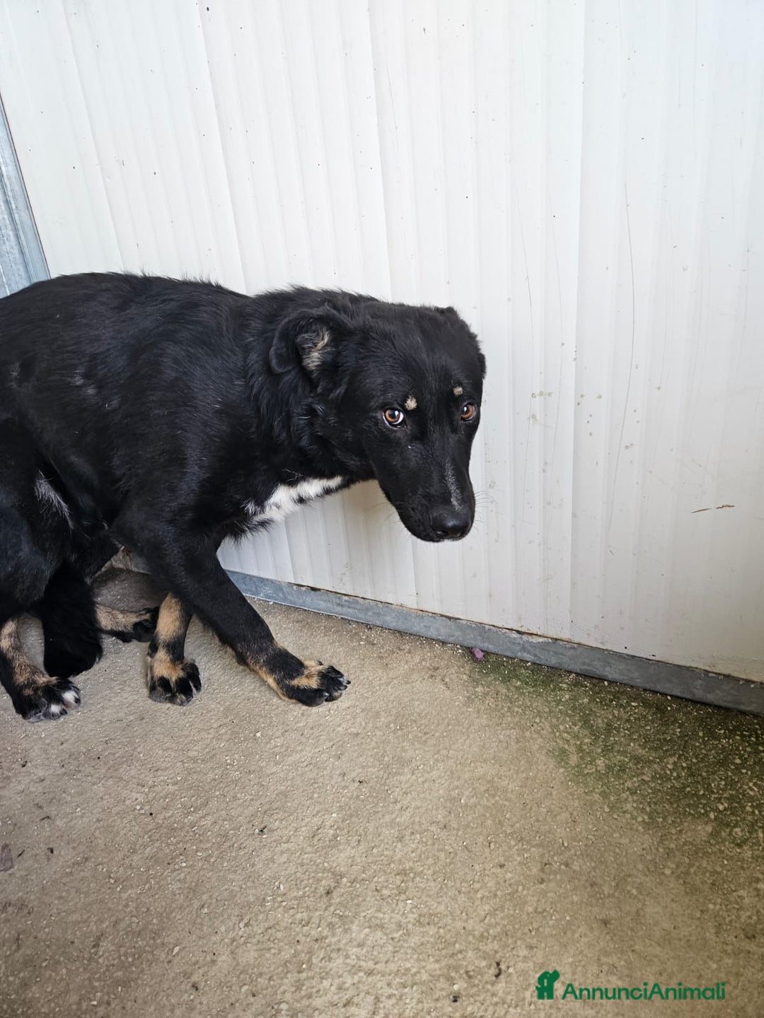 Meticcio cani in regalo: Carlo: 1 anno e mezzo, socievole, timido, dolce a Città Metropolitana di Genova - Immagine 19