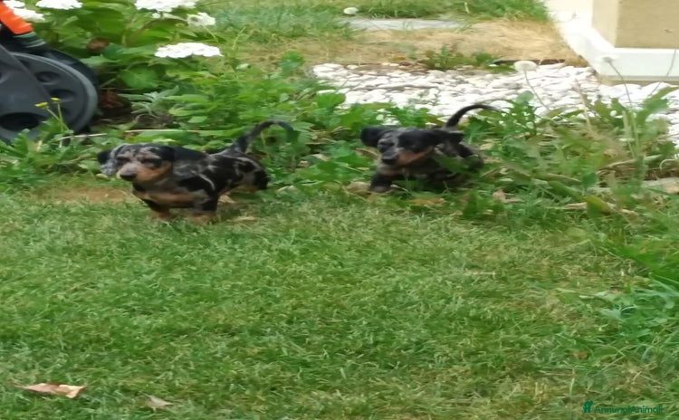 Bassotto cani a Provincia di Treviso - Annuncio 2