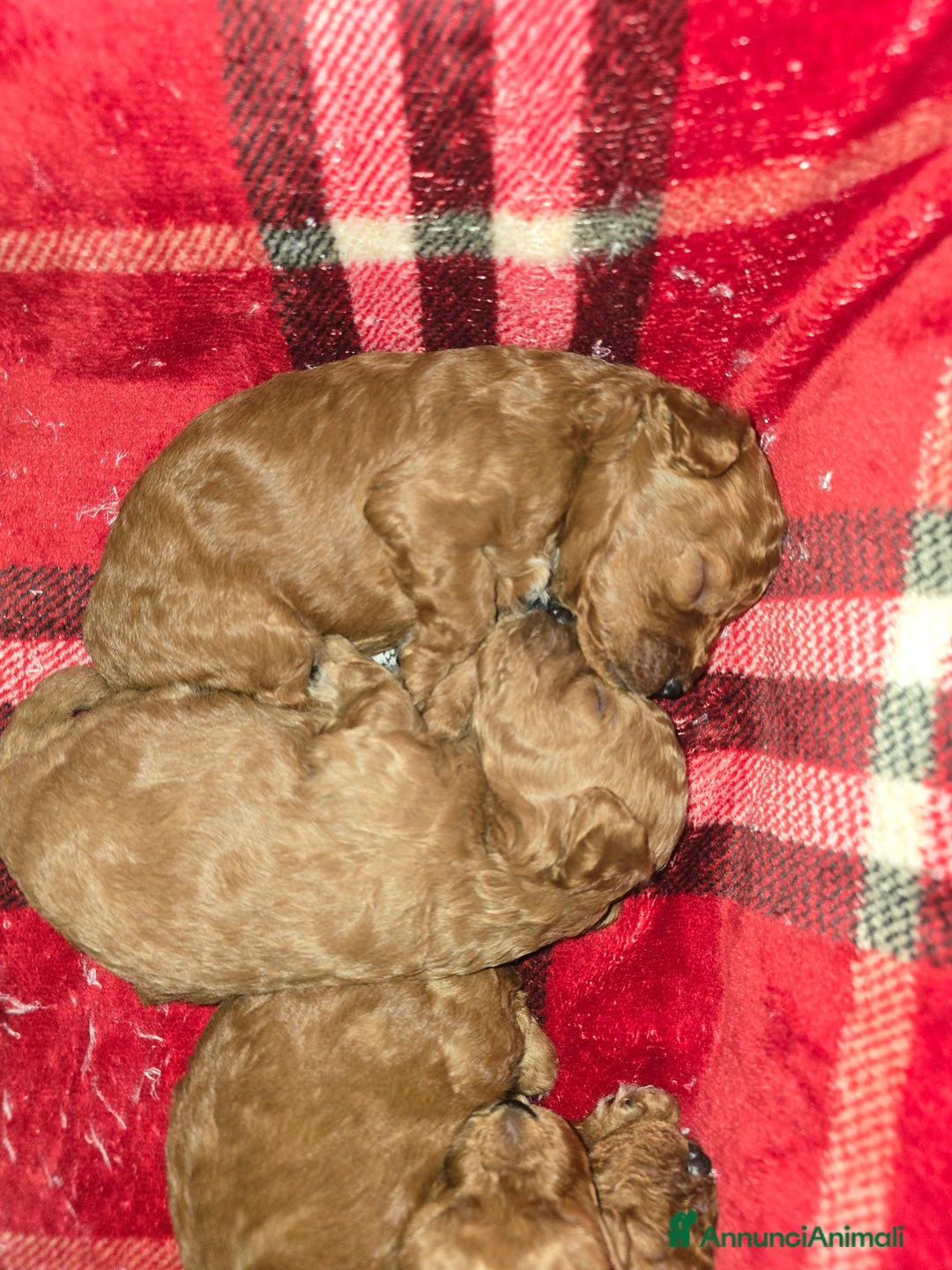 Barboncino Toy cani in vendita: VENDO CUCCIOLI DI BARBONCINO TOY - Annuncio 3