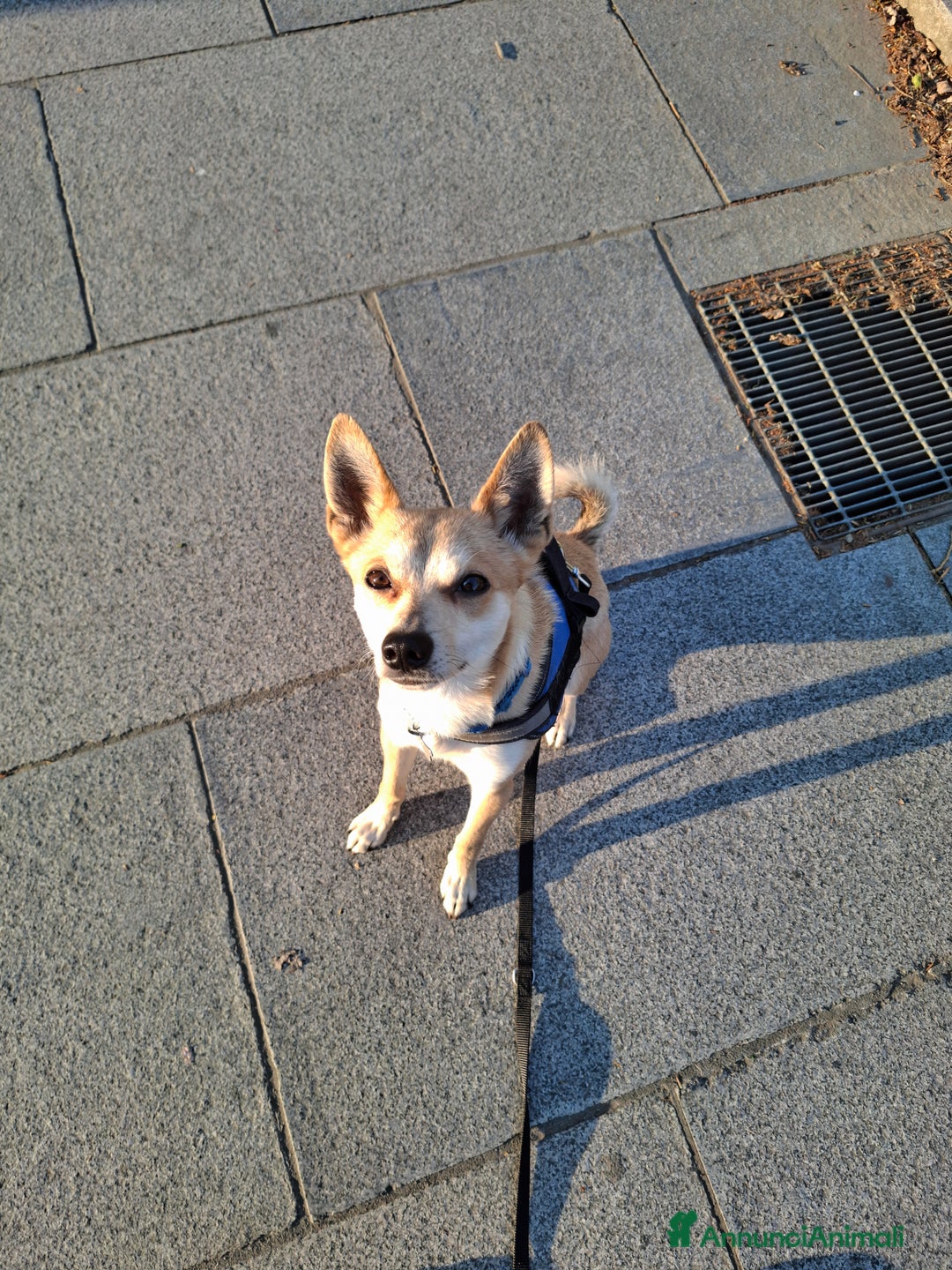 Pinscher Tedesco cani in regalo: Milo cerca persona esperta e paziente  - Annuncio 3