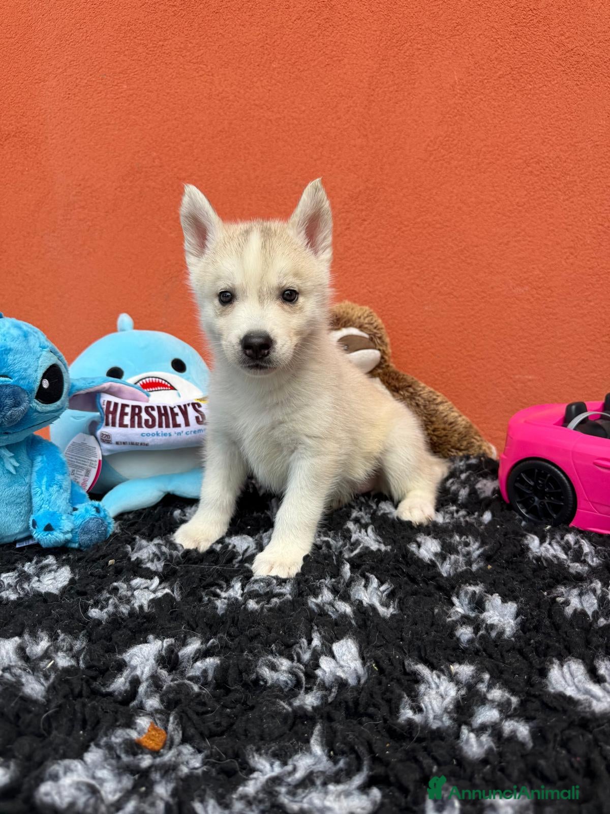 Husky cani Cuccioli di siberian husky con pedigree  - Annuncio 12