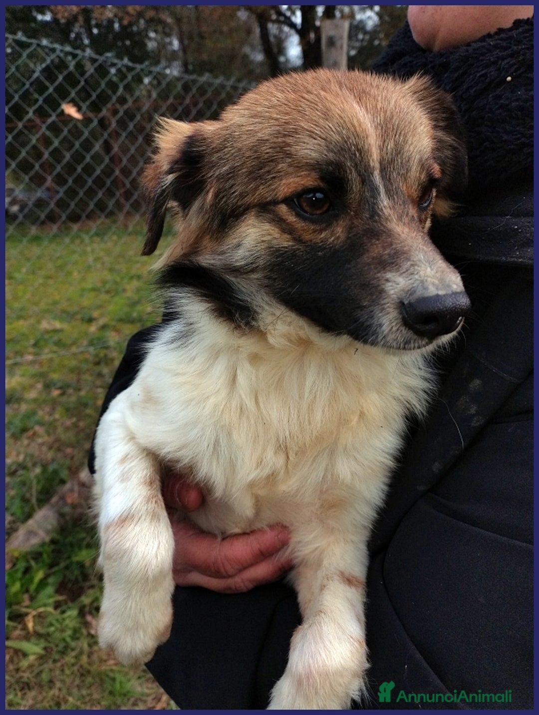 Meticcio cani in regalo: METZCAL CUCCIOLONE 9 MESI TG PICCOLA CERCA FAMIGLI a Città metropolitana di Milano - Annuncio 12