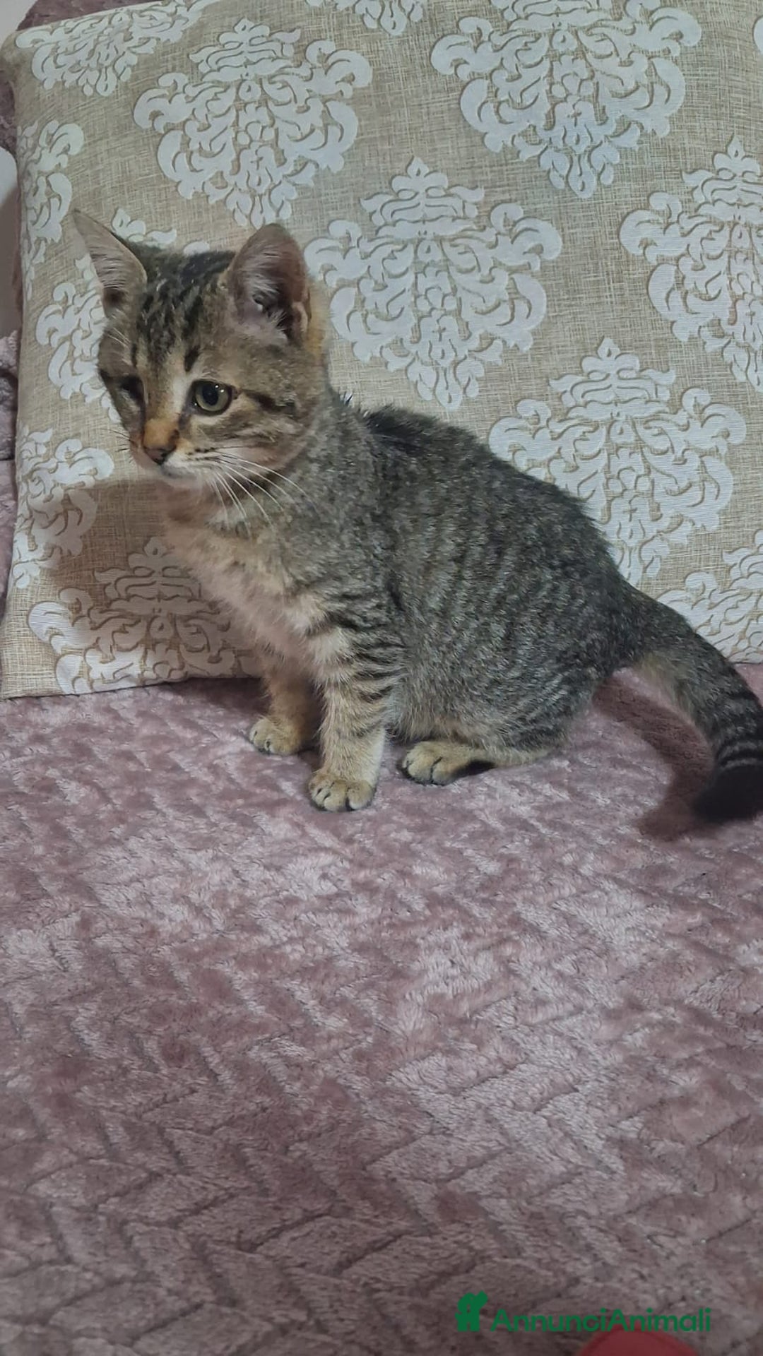 Altre razze gatti in regalo: GATTINI SPECIALI  - Annuncio 15