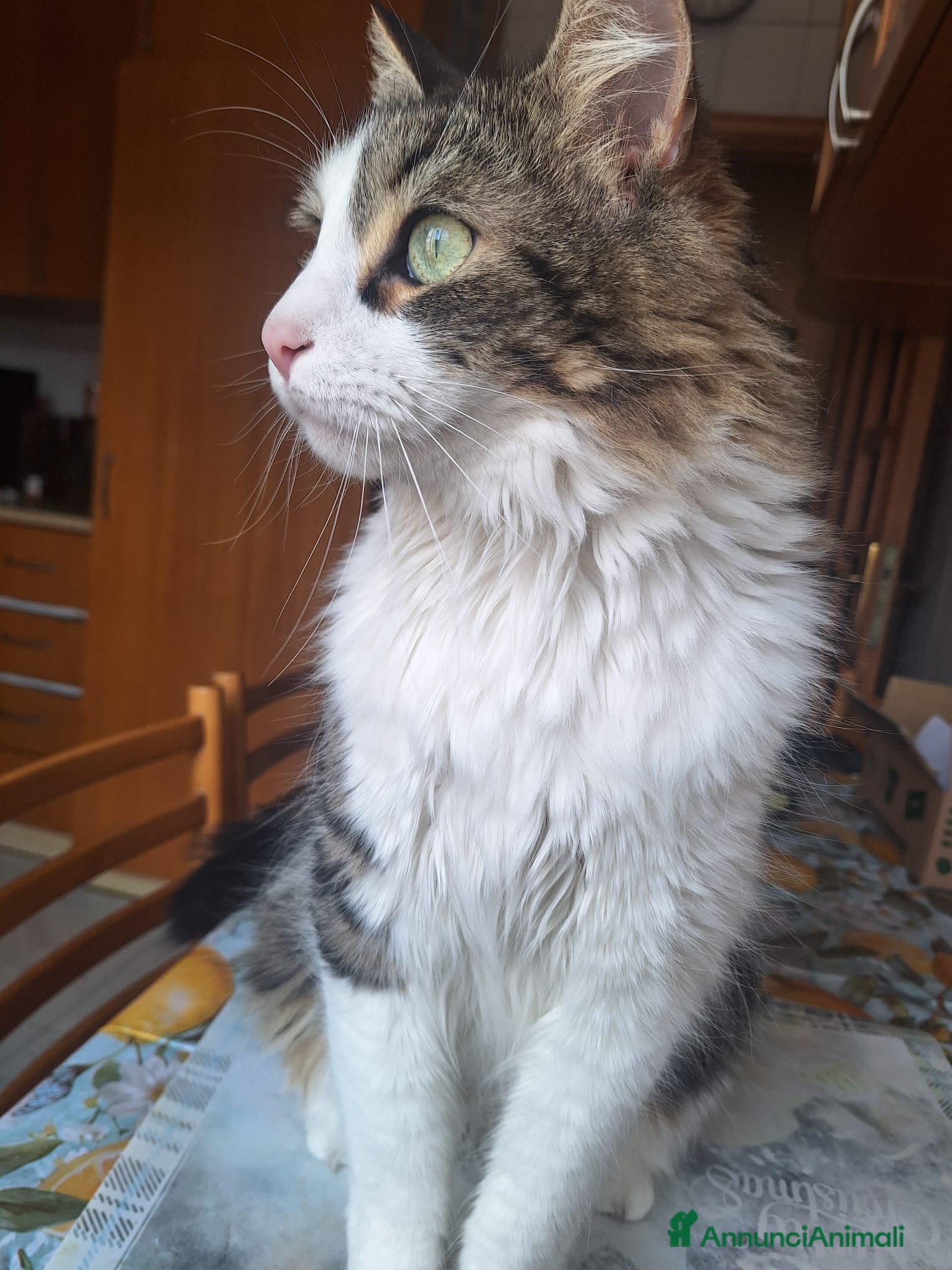 Meticcio gatti Cerco casa  - Annuncio 1