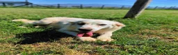 Breton cani in regalo: Dolce Fish, piccolo bretoncino/golden - Annuncio 4