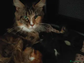 Maine Coon gatti Cuccioli di Maine coon - Annuncio 28