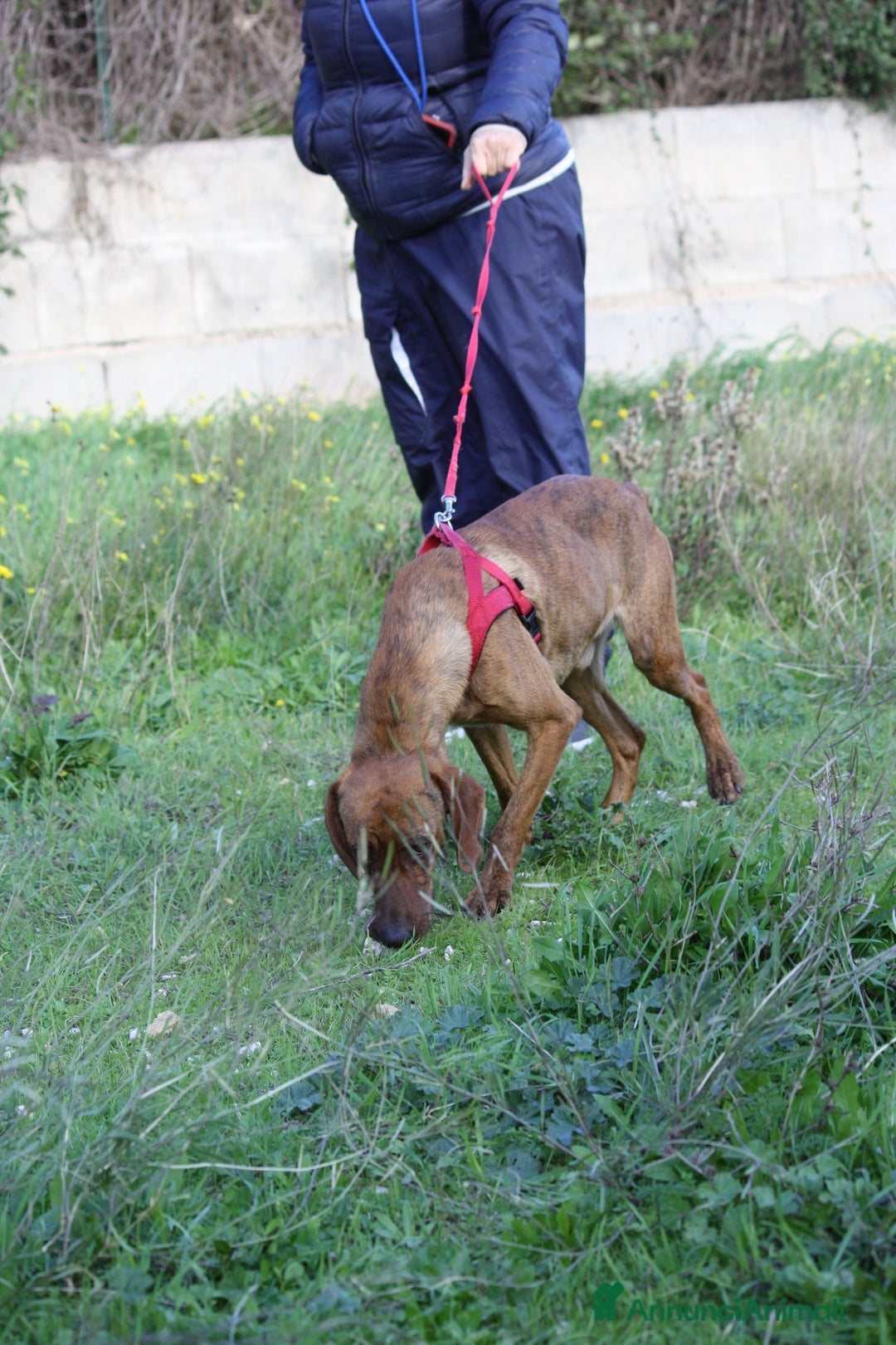 Meticcio cani in regalo: Giordan giovane segugio in adozione  - Annuncio 6