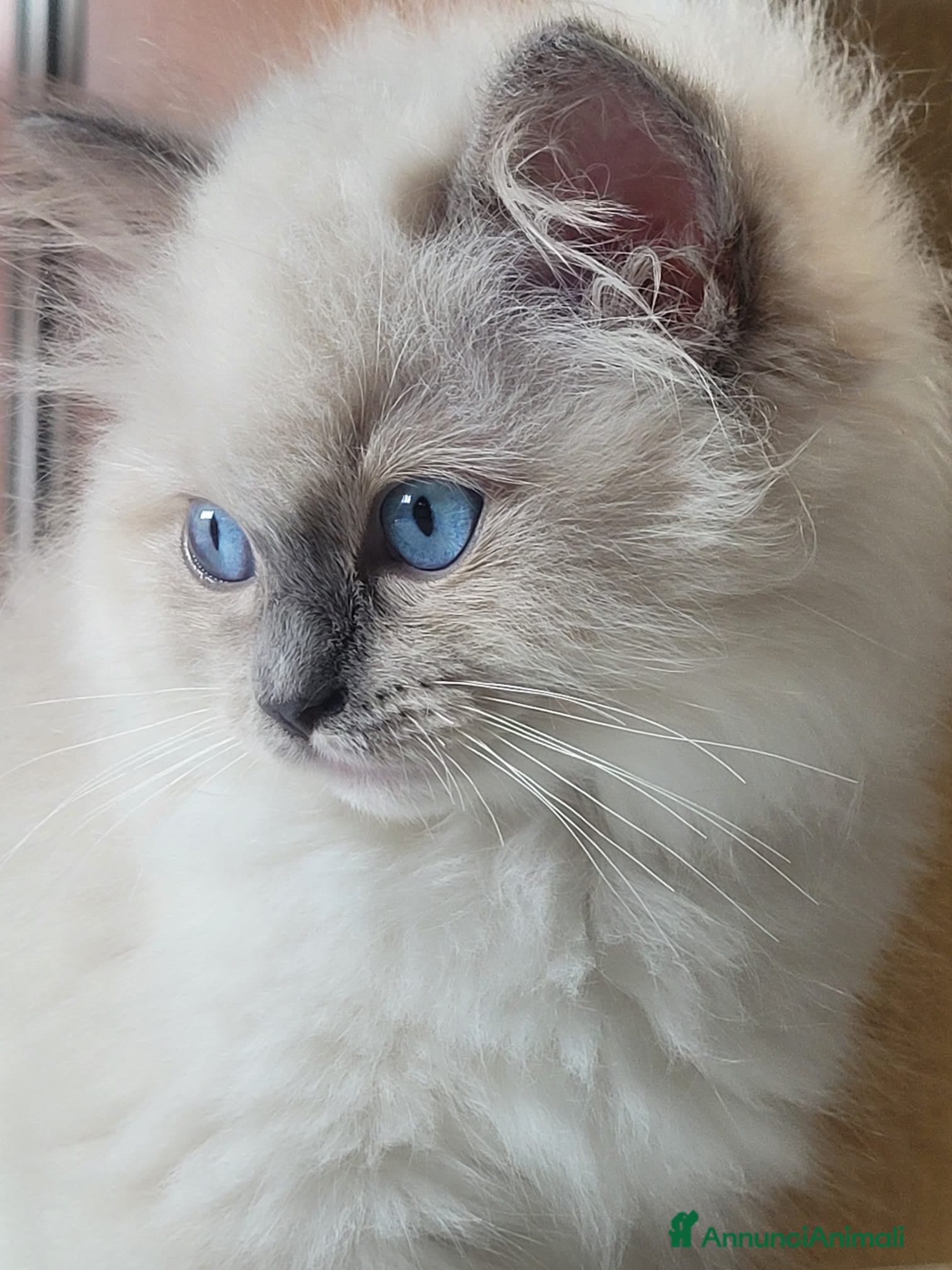 Ragdoll gatti Ragdoll cucciola - Annuncio 2