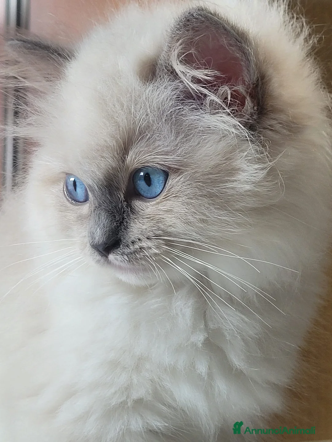 Ragdoll gatti in vendita: Ragdoll cucciola - Annuncio 1