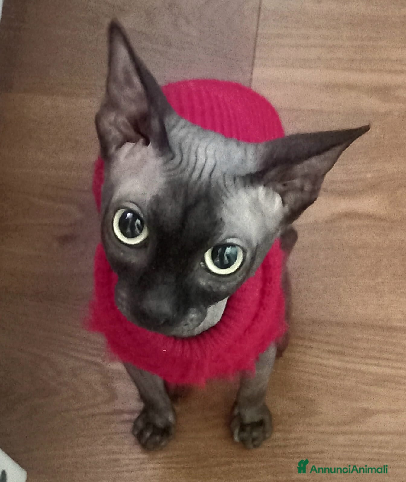 Sphynx gatti Sphynx per accoppiamento maschio a Provincia di Savona - Annuncio 2