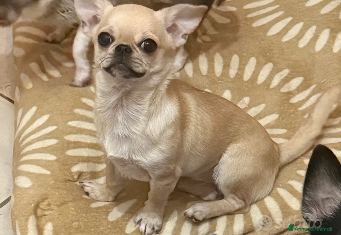 Chihuahua cani Chihuahua cucciola  - Annuncio 2