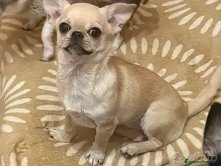 Chihuahua cani Chihuahua cucciola - Annuncio 2