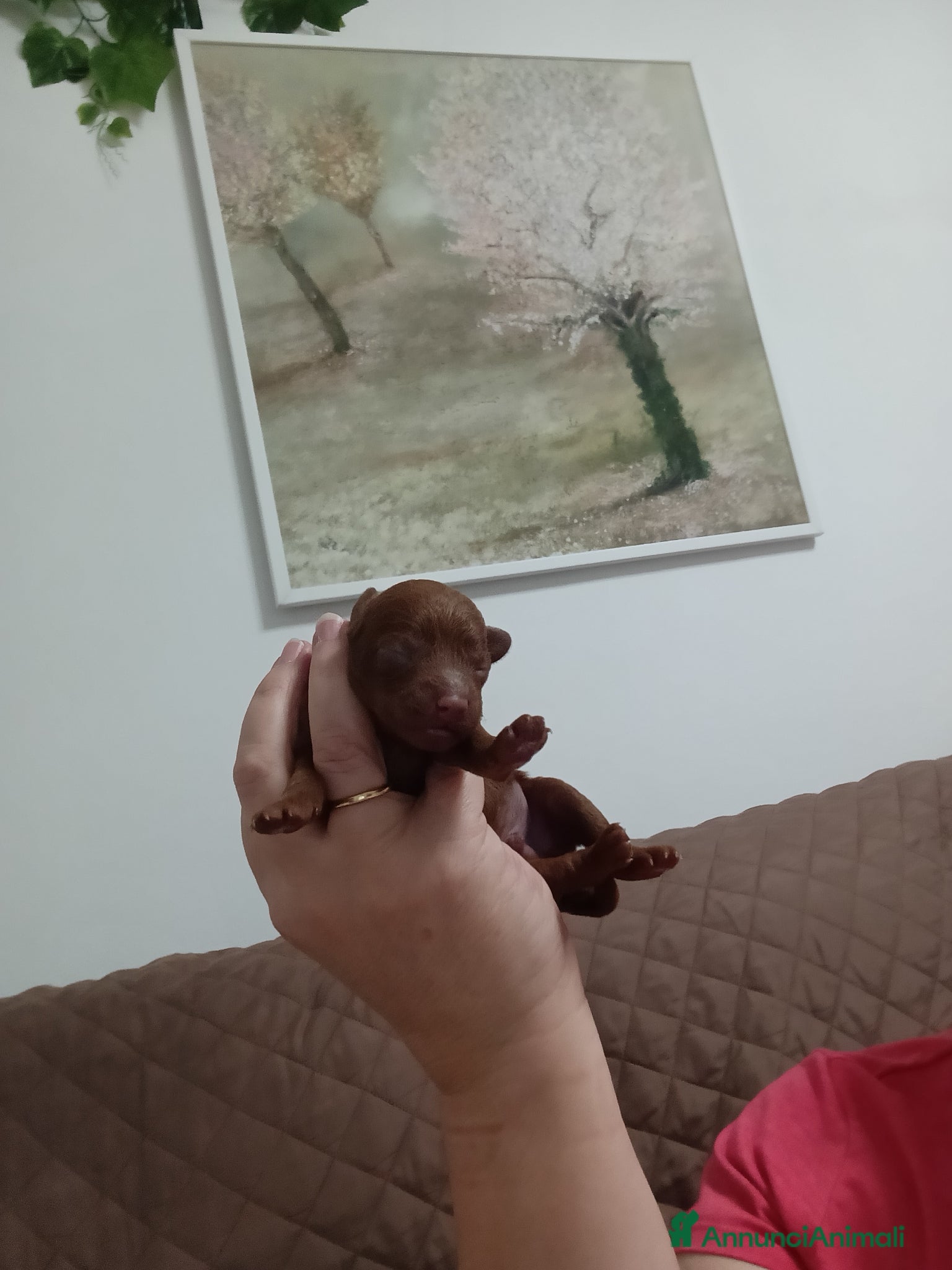 Barboncino Toy cani Nostre meraviglie  - Annuncio 3