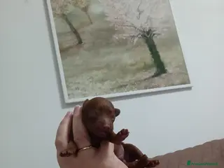 Barboncino Toy cani Nostre meraviglie - Annuncio 3