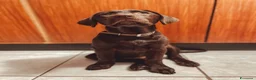 Labrador cani in vendita: Cuccioli di Labrador con Pedigree a Provincia di Rovigo - Annuncio 3