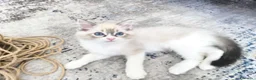 Ragdoll gatti in vendita: Ragdoll cuccioli con pedigree  - Annuncio 11